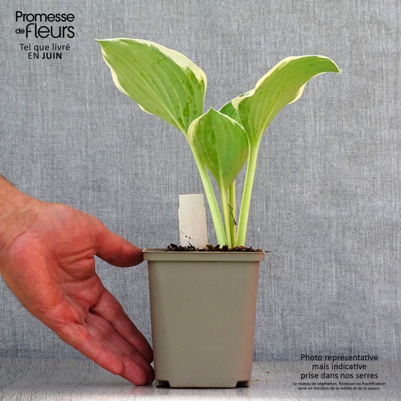 Ejemplar de Hosta Liberty Godet de 9cm entregado en verano