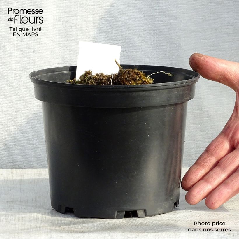 Hosta Mama Mia Maceta 2L/3L Ejemplar entregado en invierno