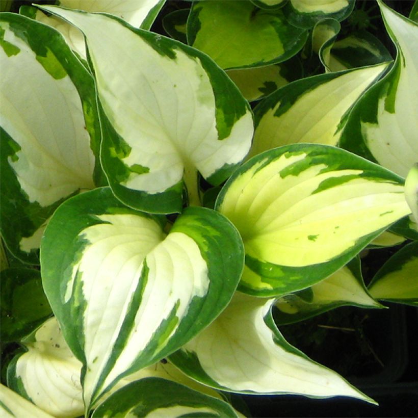 Hosta Morning Light (Follaje)