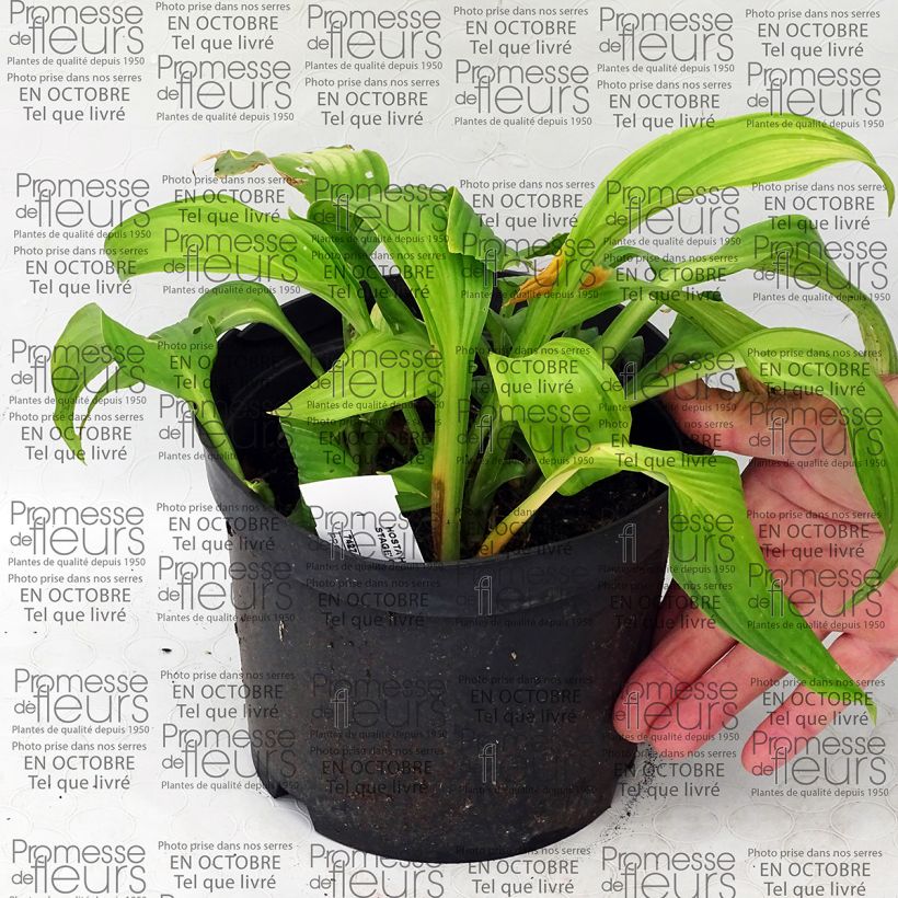 Ejemplo de ejemplar de Hosta On Stage Maceta 2L/3L tal y como se entrega