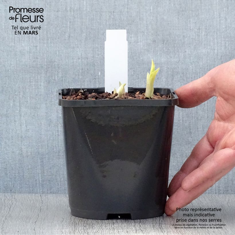 Hosta Orange Marmelade Pot de 1,5L/2L Ejemplar entregado en la primavera