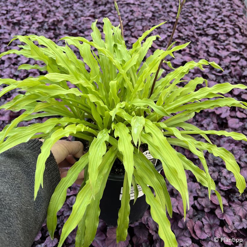 Hosta Party Streamers (Follaje)
