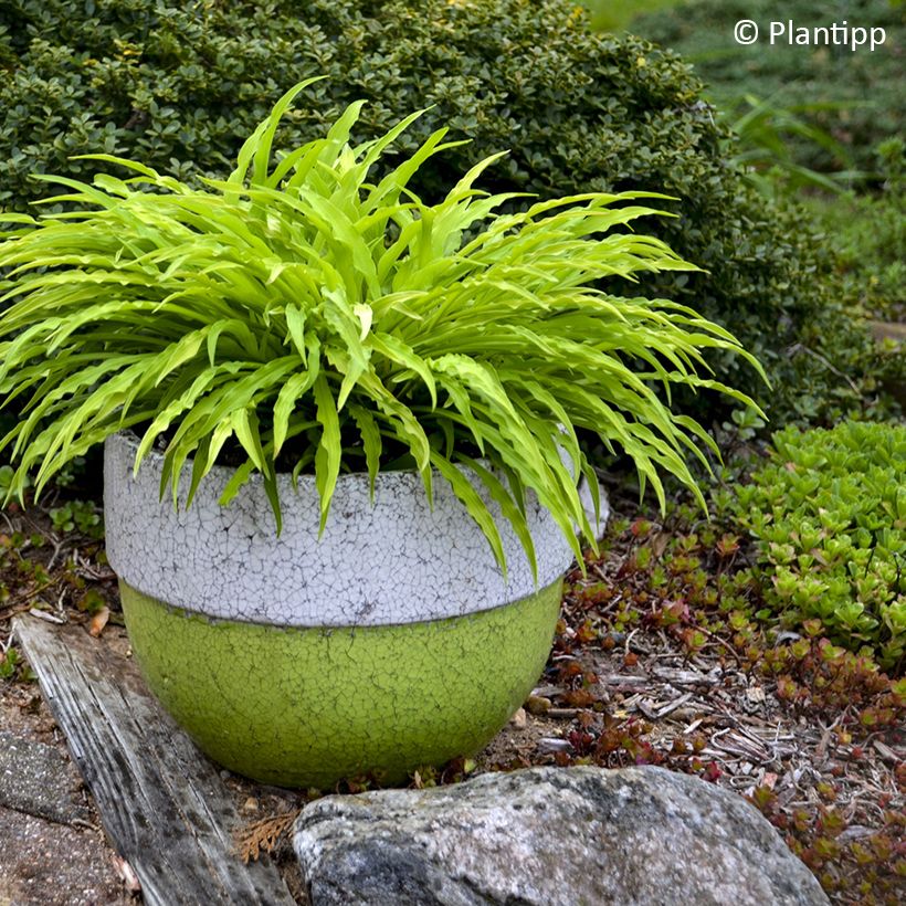 Hosta Party Streamers (Porte)