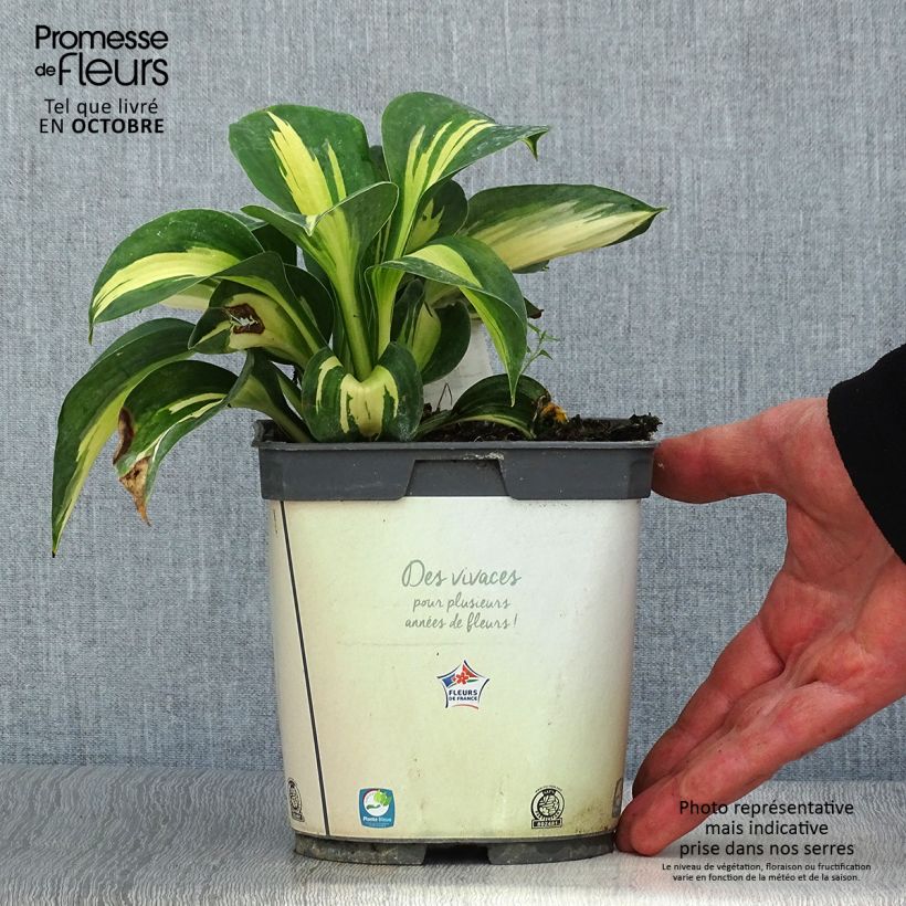 Ejemplar de Hosta Paul s Glory Maceta 2L/3L entregado en otoño
