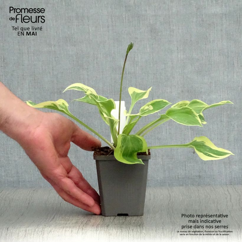 Hosta Pilgrim Godet de 8/9 cm Ejemplar entregado en la primavera