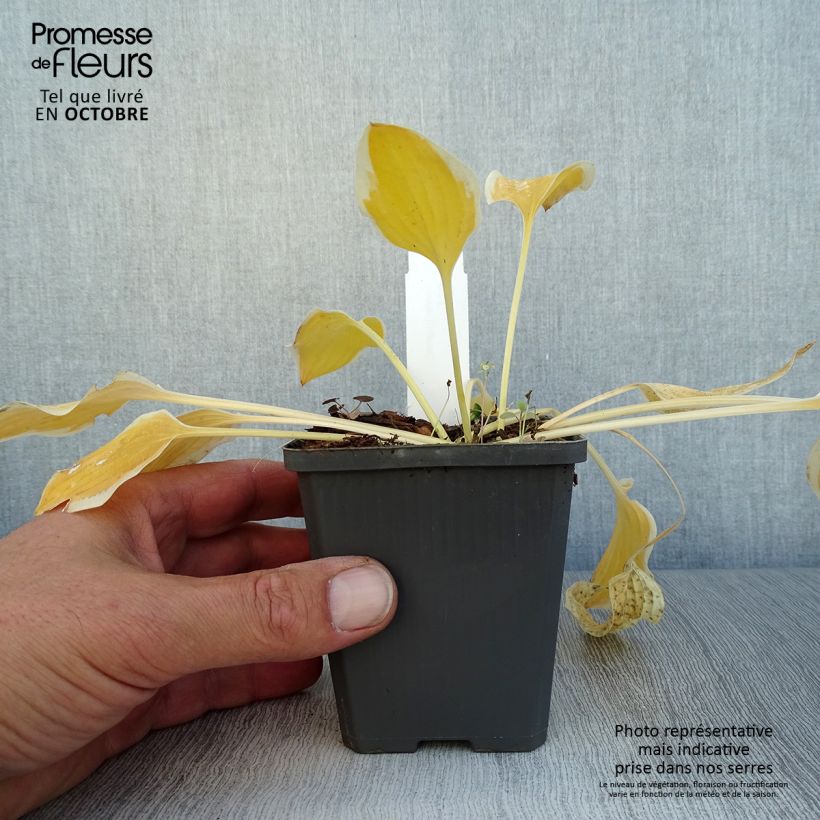 Ejemplar de Hosta Pilgrim Maceta de 8/9 cm entregado en otoño