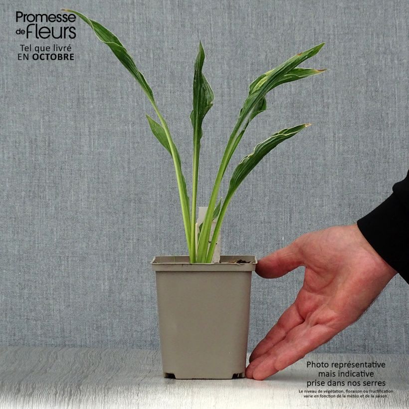 Ejemplar de Hosta Praying Hands Maceta de 8/9 cm entregado en otoño