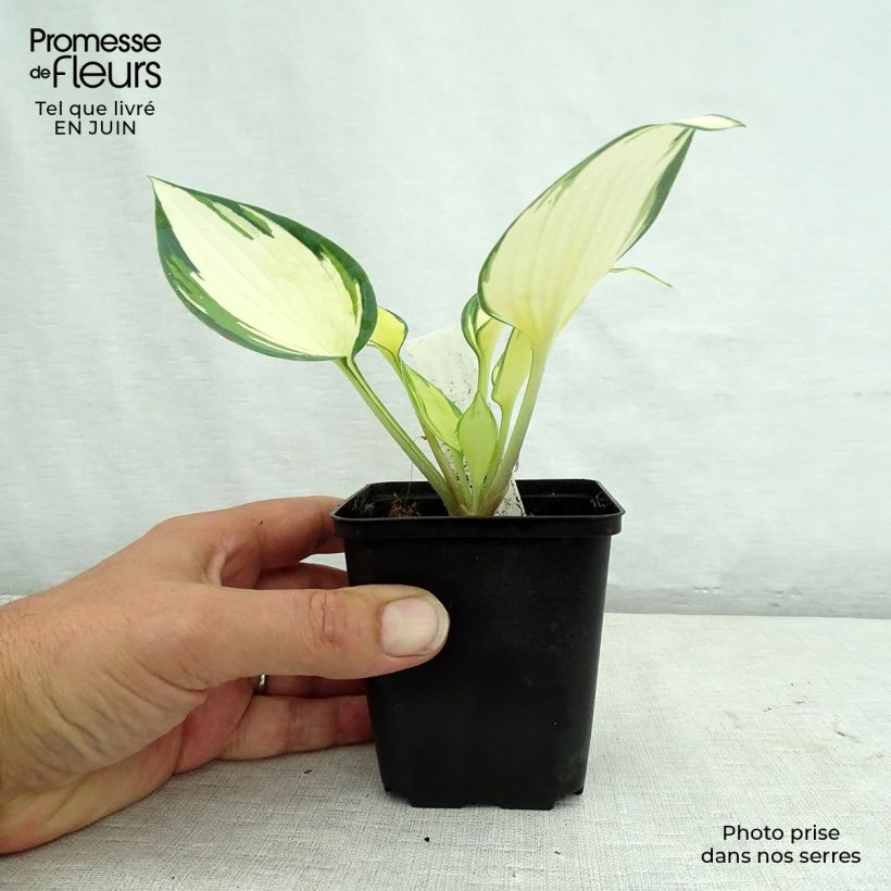 Ejemplar de Hosta Remember Me Maceta de 8/9 cm entregado en verano
