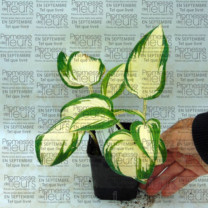 Ejemplo de ejemplar de Hosta Reversed Maceta de 8/9 cm tal y como se entrega