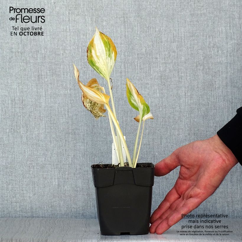 Ejemplar de Hosta Revolution Maceta de 8/9 cm entregado en otoño