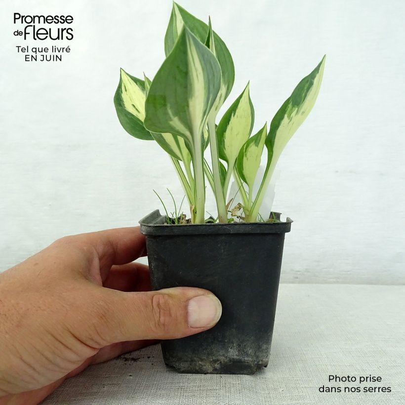 Ejemplar de Hosta Revolution en godet de 9 cm entregado en verano
