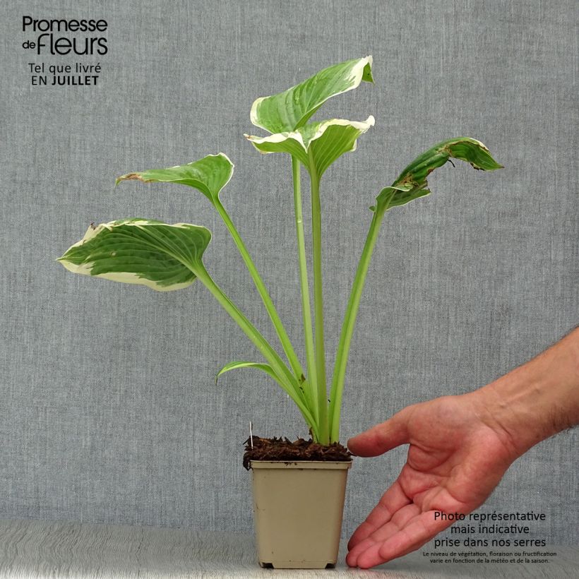 Ejemplar de Hosta Robert Frost Godet de 8/9 cm entregado en verano