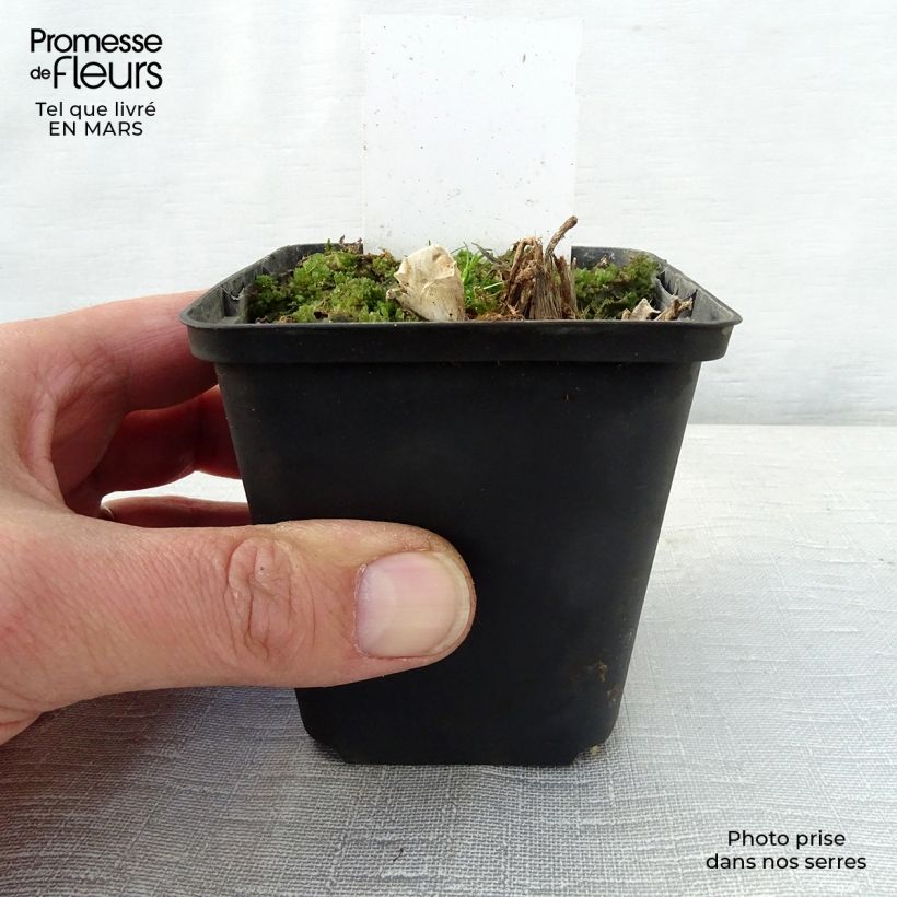 Hosta Saint Paul Maceta de 8/9 cm Ejemplar entregado en la primavera