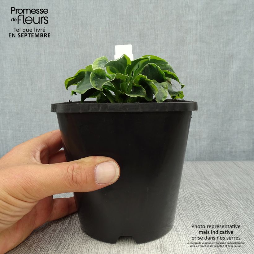 Ejemplar de Hosta School Mouse Maceta 1,5L/2L entregado en otoño