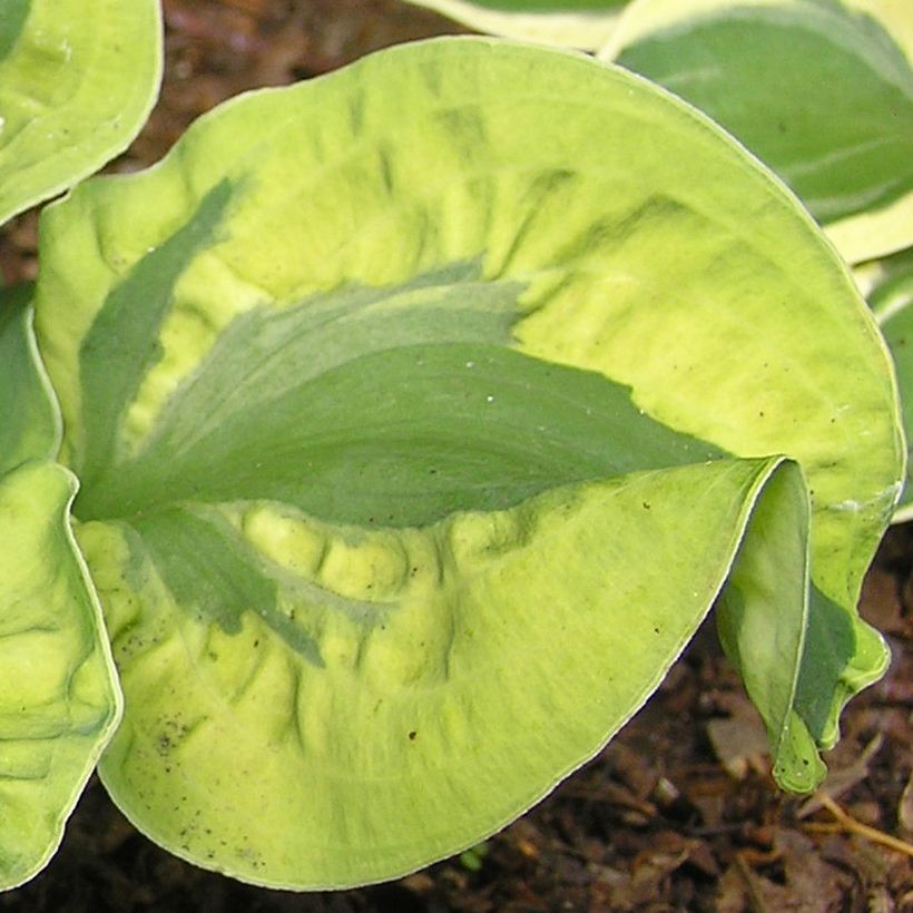 Hosta School Mouse (Follaje)