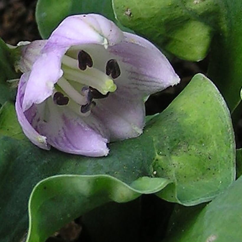 Hosta School Mouse (Floración)