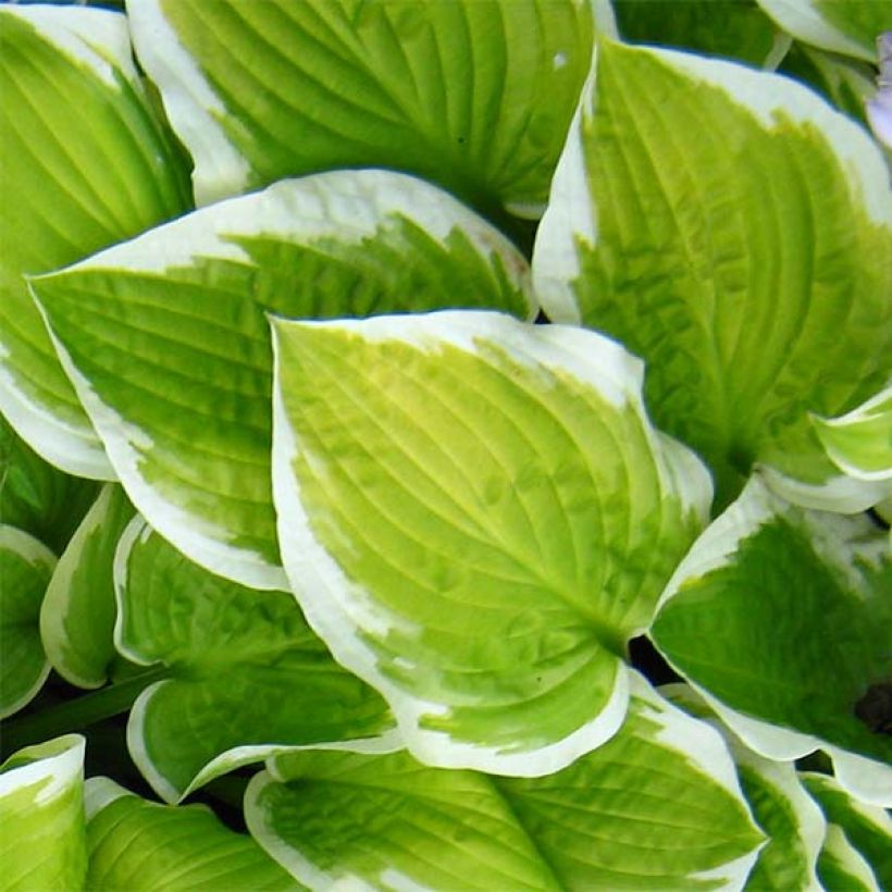 Hosta Shade Fanfare (Follaje)