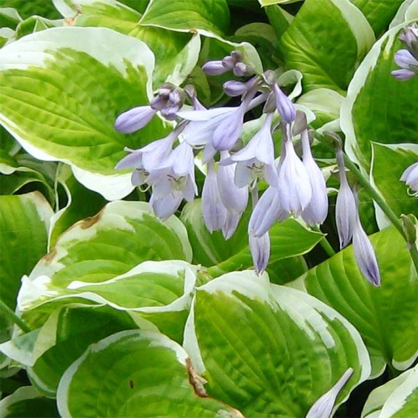 Hosta Shade Fanfare (Floración)