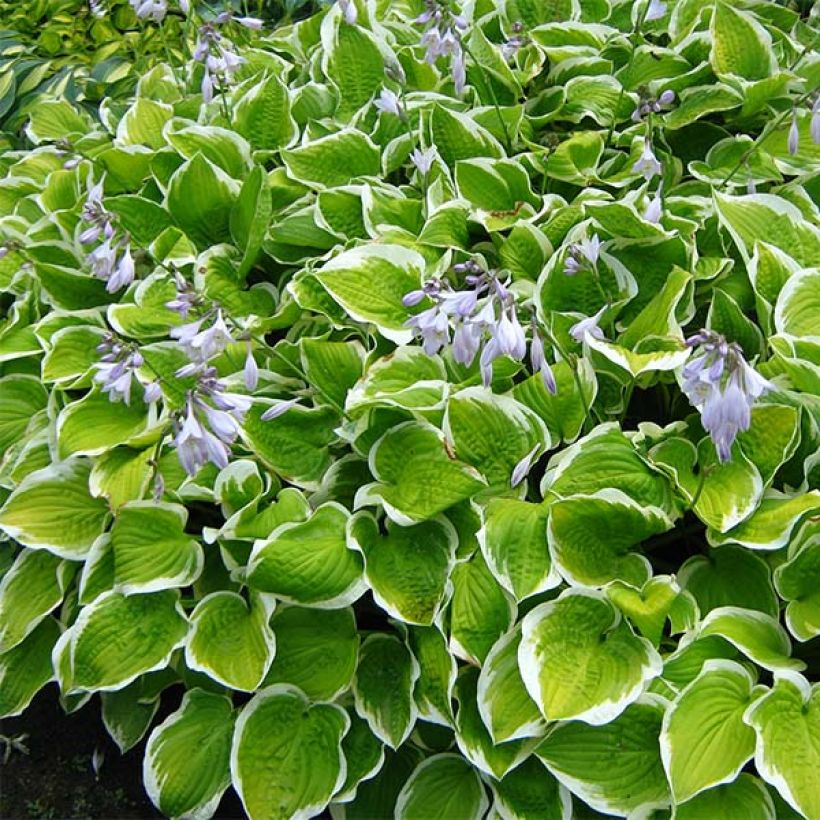 Hosta Shade Fanfare (Porte)