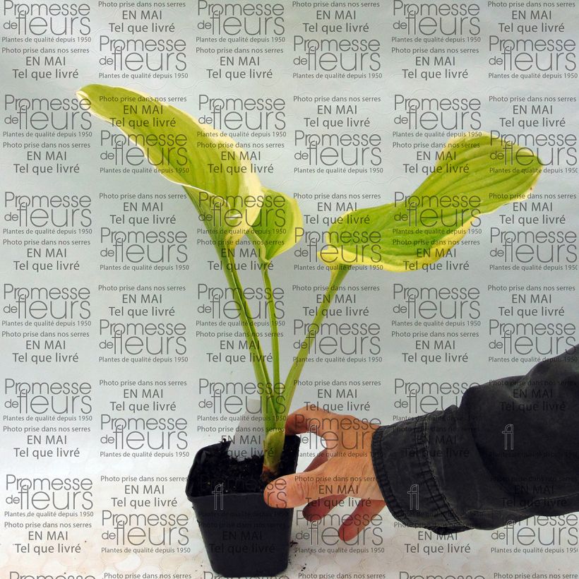 Ejemplo de ejemplar de Hosta Shade Fanfare Maceta de 8/9 cm tal y como se entrega