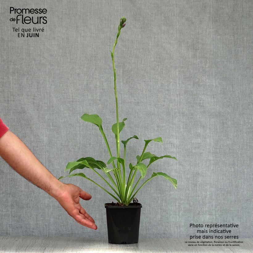 Ejemplar de Hosta Siberian Tiger Pot de 1,5L/2L entregado en verano