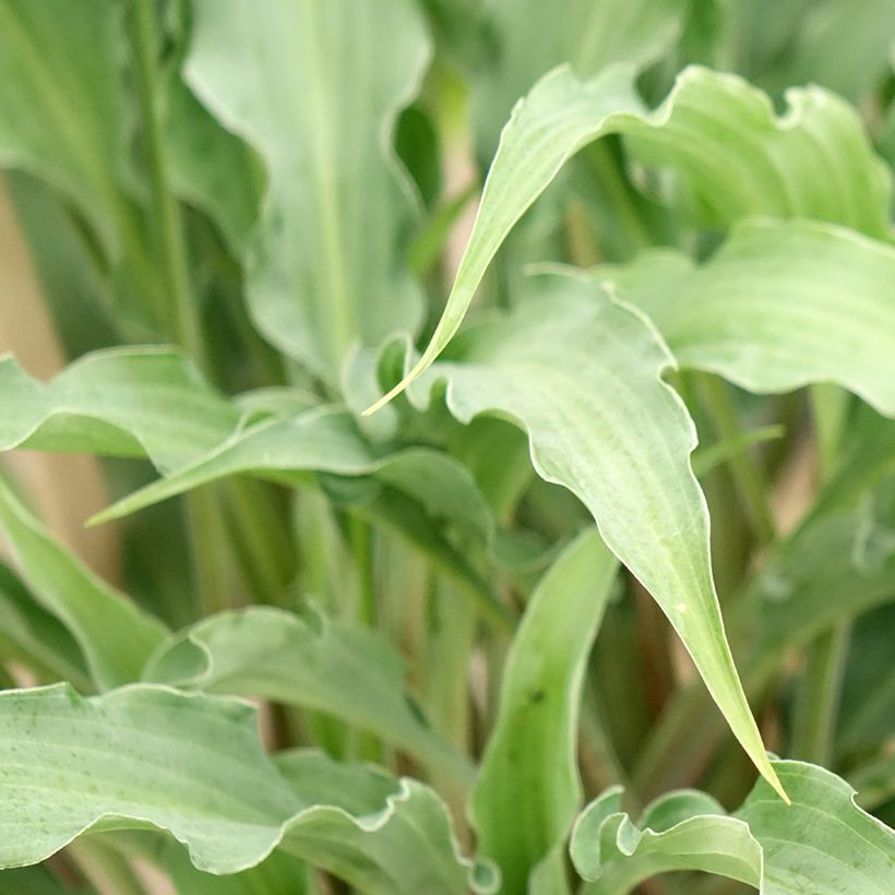 Hosta Silly String (Follaje)