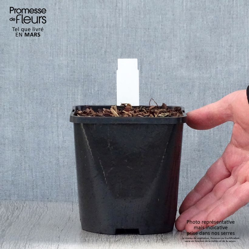 Hosta Snake Eyes Maceta 1,5L/2L Ejemplar entregado en la primavera