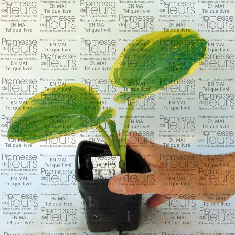 Ejemplo de ejemplar de Hosta Snow Cap Maceta de 8/9 cm tal y como se entrega