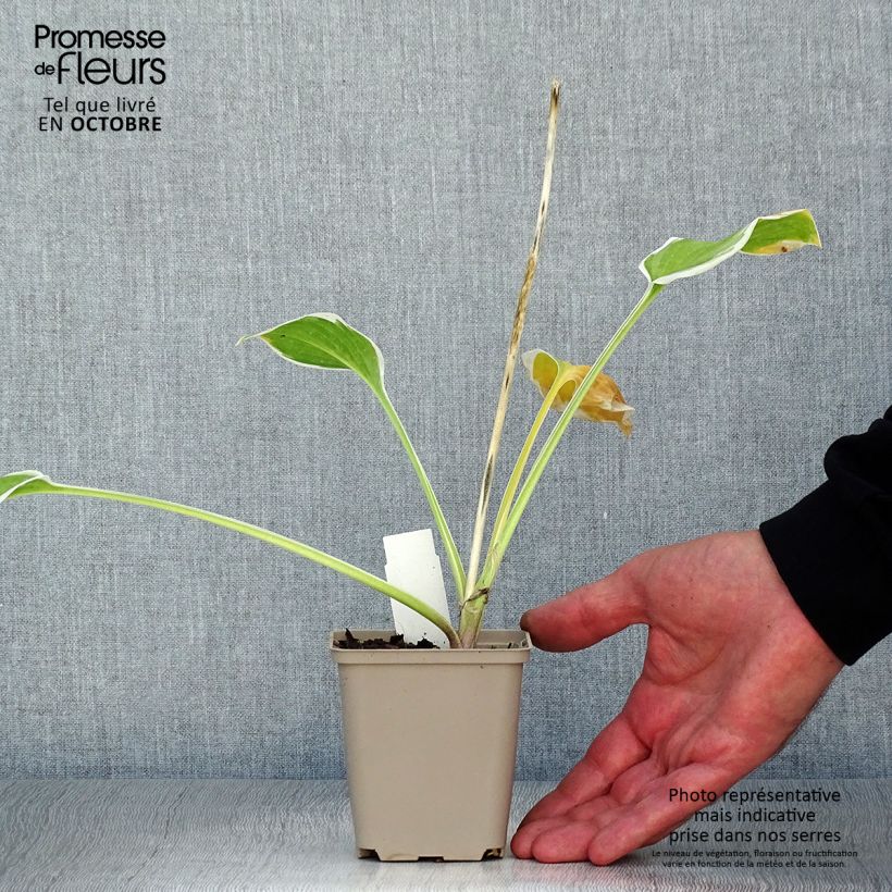 Ejemplar de Hosta So Sweet Maceta de 8/9 cm entregado en otoño