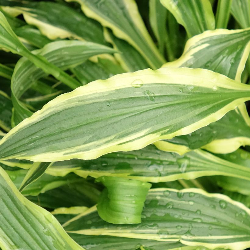 Hosta Stiletto (Follaje)