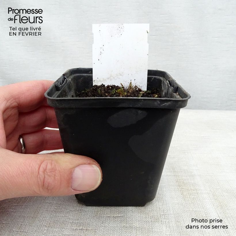 Hosta Sugar Daddy Maceta de 8/9 cm Ejemplar entregado en invierno