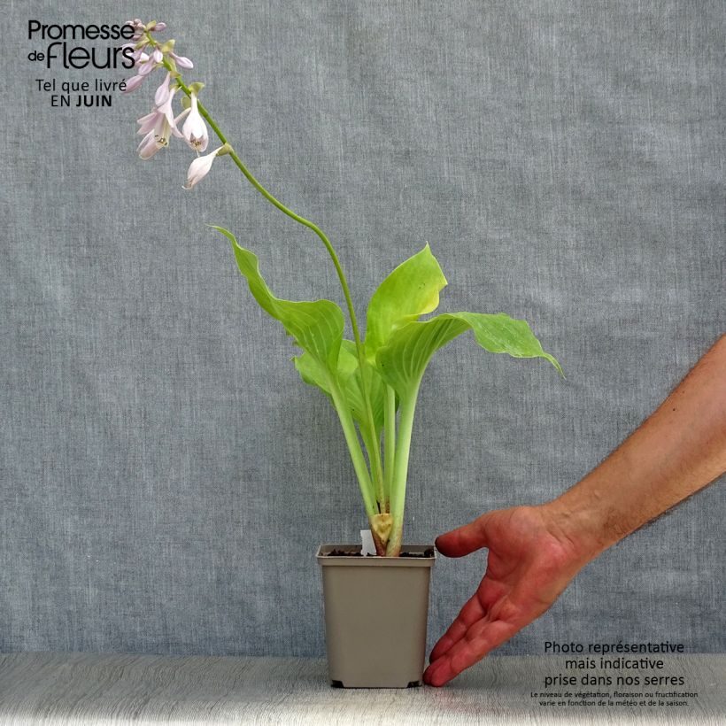 Ejemplar de Hosta Sum and Substance en godet de 9 cm entregado en verano