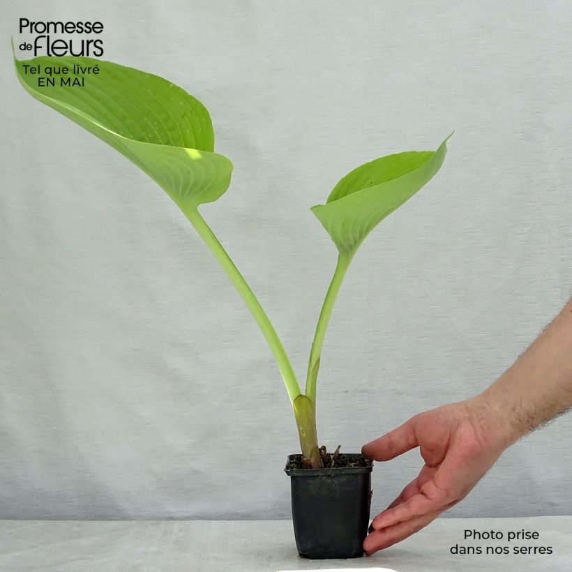 Hosta Sum and Substance en godet de 9 cm Ejemplar entregado en la primavera