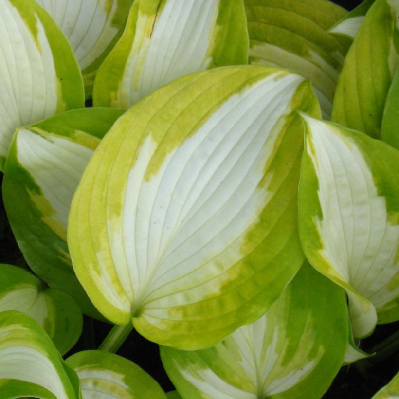 Hosta Summer Music (Follaje)
