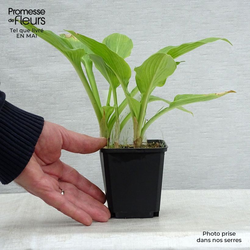 Hosta Tall Boy Godet de 9cm Ejemplar entregado en la primavera