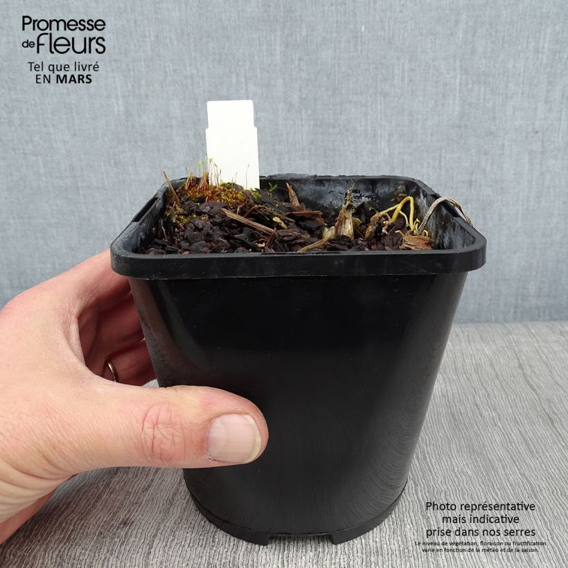Hosta The Queen Maceta 1,5L/2L Ejemplar entregado en invierno