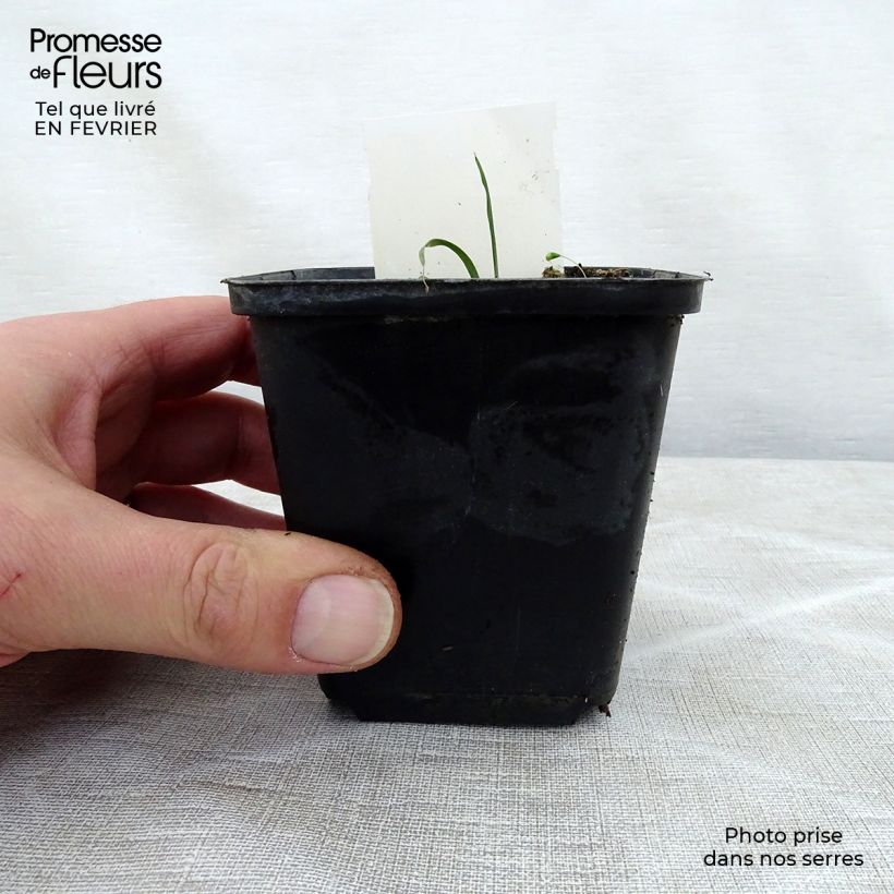 Hosta True Blue Maceta de 8/9 cm Ejemplar entregado en invierno