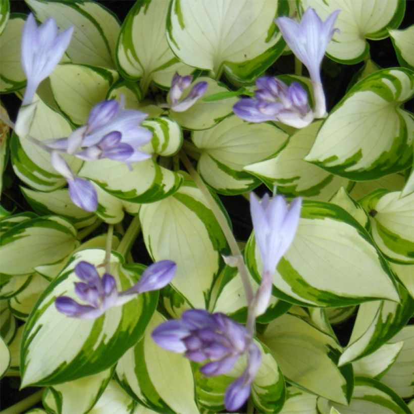 Hosta Warwick Delight (Floración)