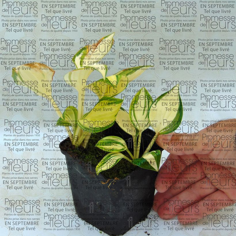 Ejemplo de ejemplar de Hosta Warwick Delight Maceta de 8/9 cm tal y como se entrega