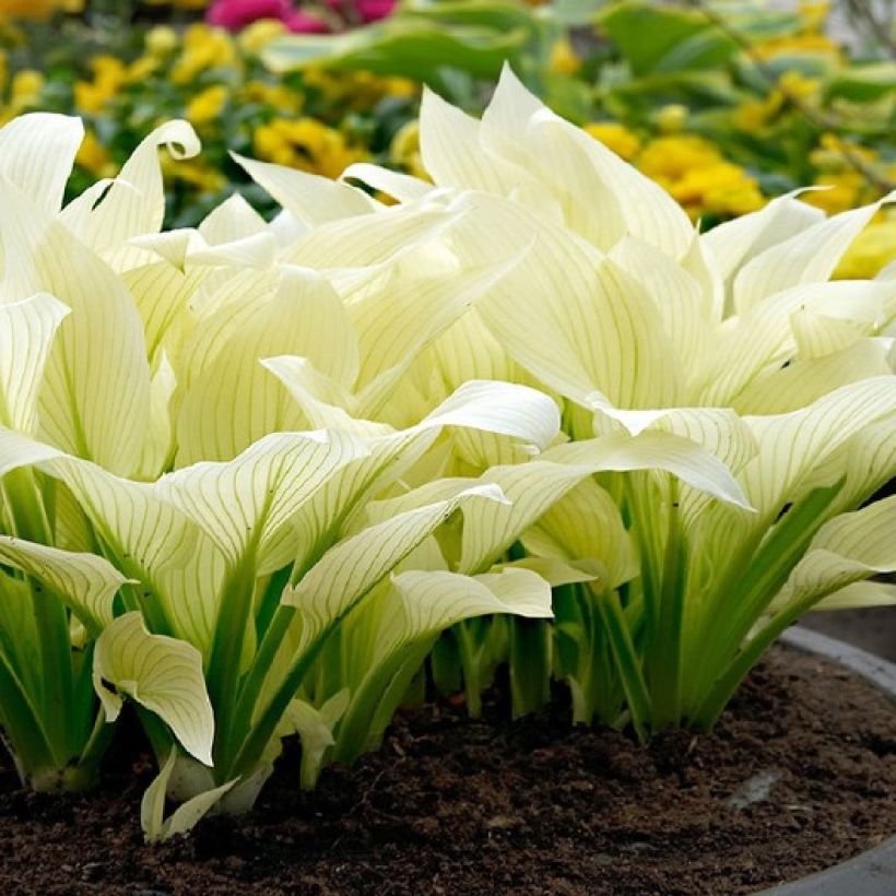 Hosta White Feather (Porte)