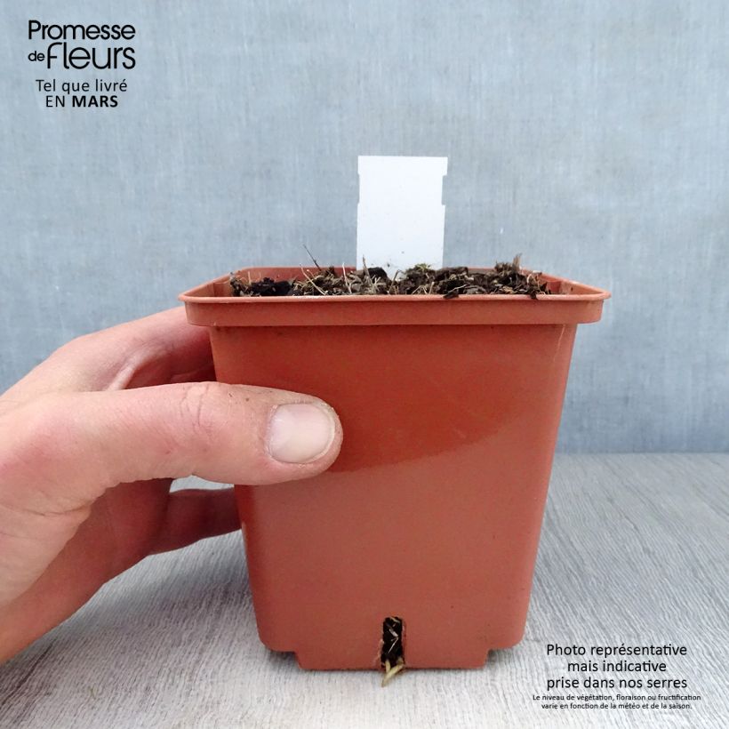 Hosta Winter Snow Pot de 1,3L Ejemplar entregado en la primavera