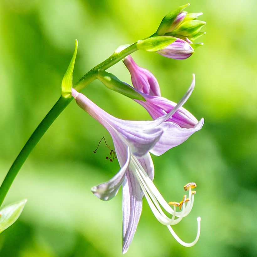 Hosta clausa var. normalis (Floración)
