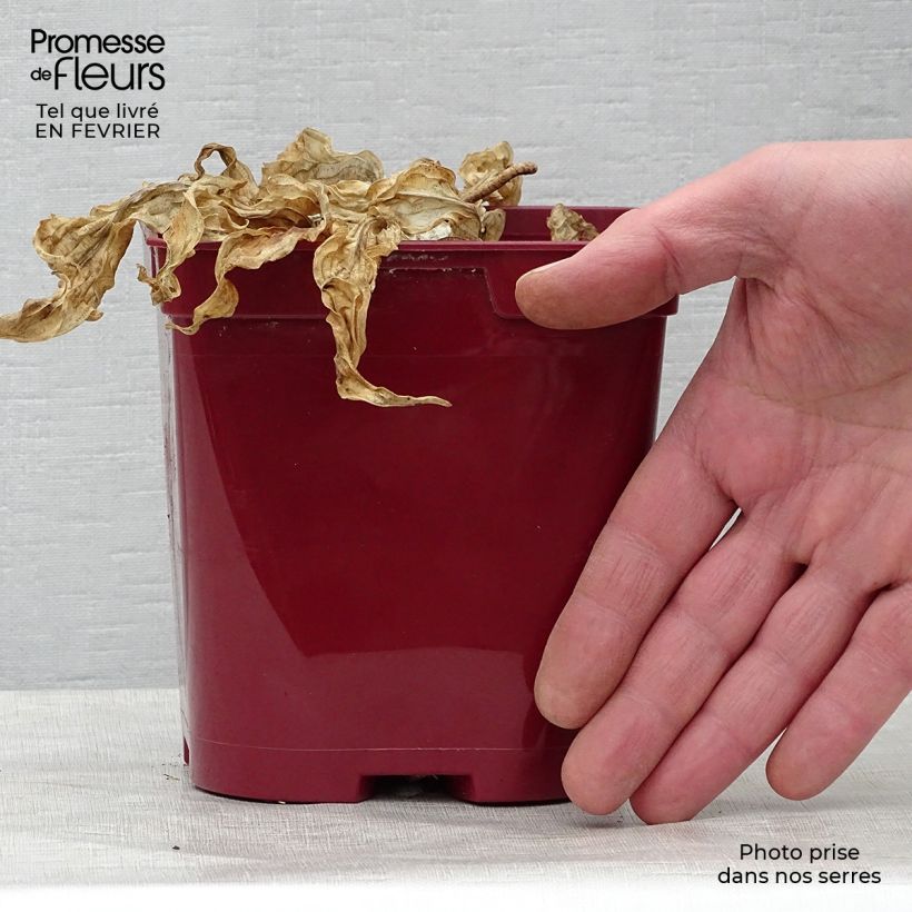 Hosta fire Island Maceta 2L/3L Ejemplar entregado en invierno