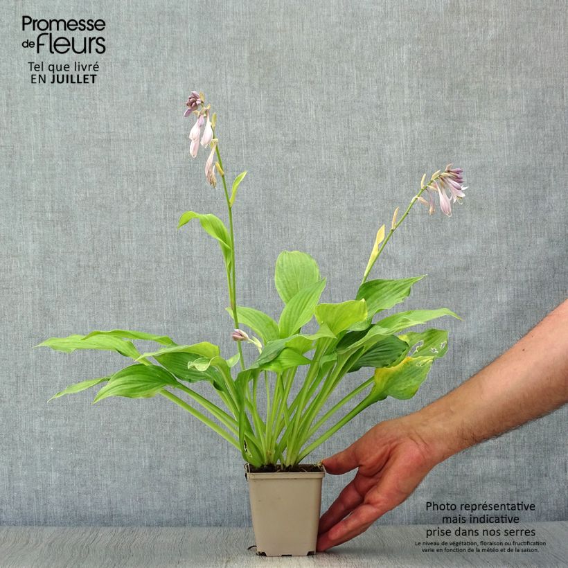 Ejemplar de Hosta fortunei albopicta Maceta de 8/9 cm entregado en verano