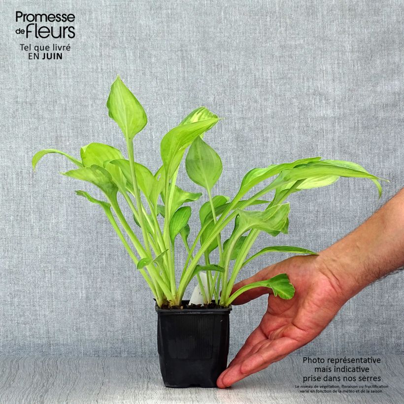Ejemplar de Hosta fortunei Gold Standard godet de 8cm entregado en verano