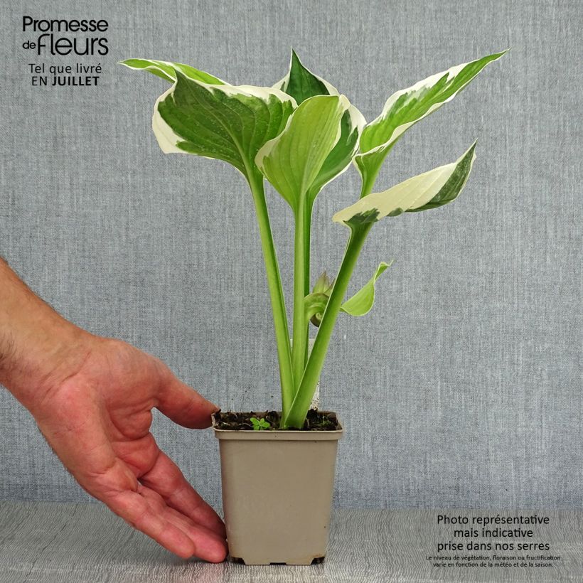 Ejemplar de Hosta fortunei Patriot en godet de 9cm entregado en verano