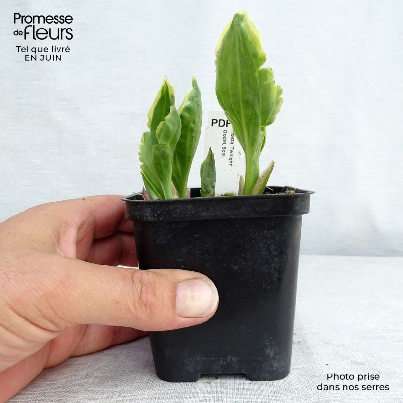 Ejemplar de Hosta fortunei Twilight Godet de 9cm entregado en verano