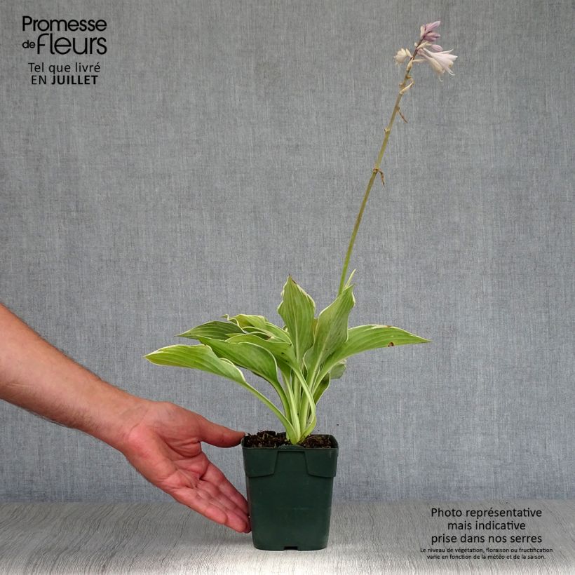 Ejemplar de Hosta montana Yellow River Godet de 9cm entregado en verano