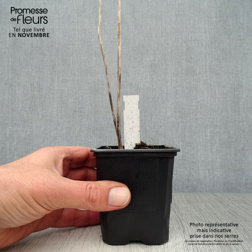 Ejemplar de Hosta sieboldiana Maceta de 8/9 cm entregado en otoño