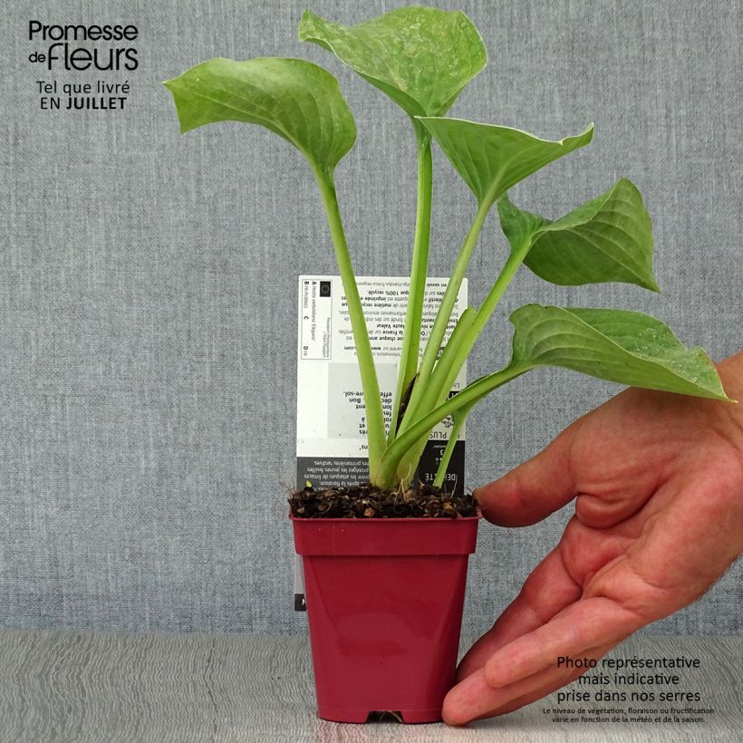 Ejemplar de Hosta sieboldiana elegans Maceta de 8/9 cm entregado en verano